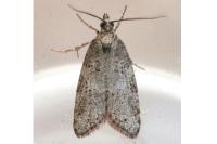 Cnephasia