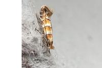 Phyllonorycter nicellii