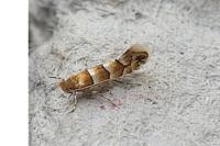 Phyllonorycter nicellii