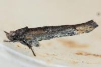 Zelleria oleastrella