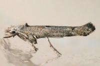 Zelleria oleastrella
