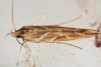 Pyroderces argyrogrammos