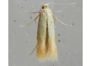 Tischeria