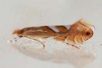 Phyllonorycter