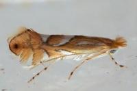 Phyllonorycter