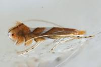 Phyllonorycter