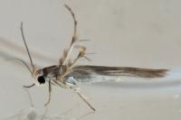 Palumbina guerinii