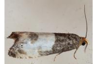 Notocelia cynosbatella