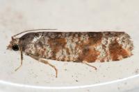 Rhyacionia