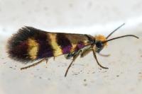 Micropterix