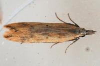 Dichomeris acuminata