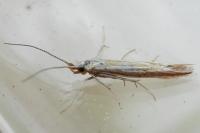 Coleophora