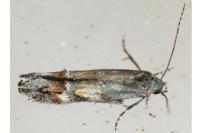 Mompha miscella