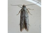 Blastobasis