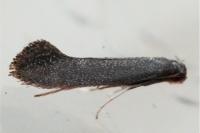 Tinagma ocnerostomella