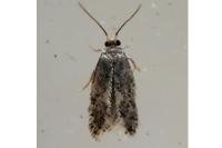 Ectoedemia