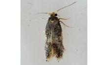 Ectoedemia