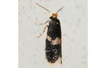 Ectoedemia