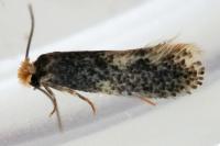Ectoedemia
