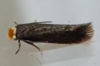 Stigmella