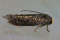 Stigmella