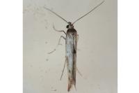 Epermenia