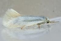 Elachista