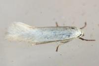 Elachista