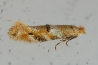 Bucculatrix