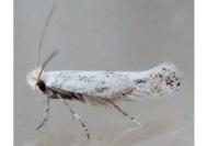 Bucculatrix