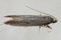 Oxypteryx