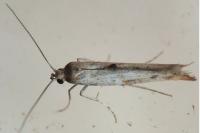 Epermenia aequidentella