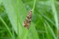 Celypha rivulana