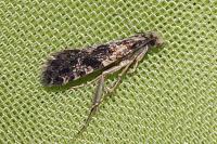 Nemapogon granellus
