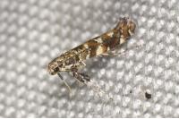 Gracillaria syringella
