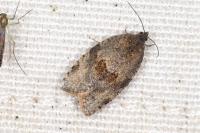 Syndemis musculana