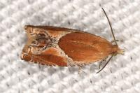 Ancylis obtusana