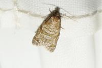 Isotrias stramentana