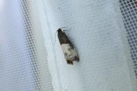 Notocelia cynosbatella