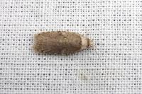 Agonopterix