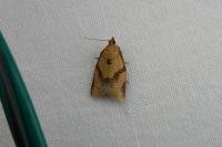 Clepsis consimilana