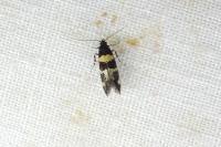 Denisia augustella