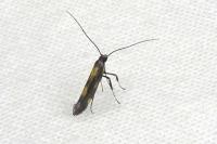 Euspilapteryx auroguttella