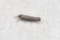 Yponomeuta sedella