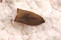 Cacoecimorpha pronubana