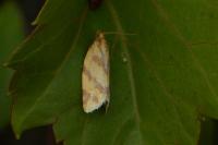 Clepsis pallidana