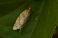 Clepsis pallidana