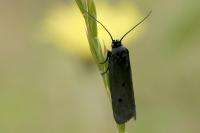 Ethmia chrysopyga