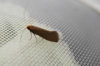 Nematopogon adansoniella