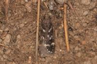 Chionodes perpetuella